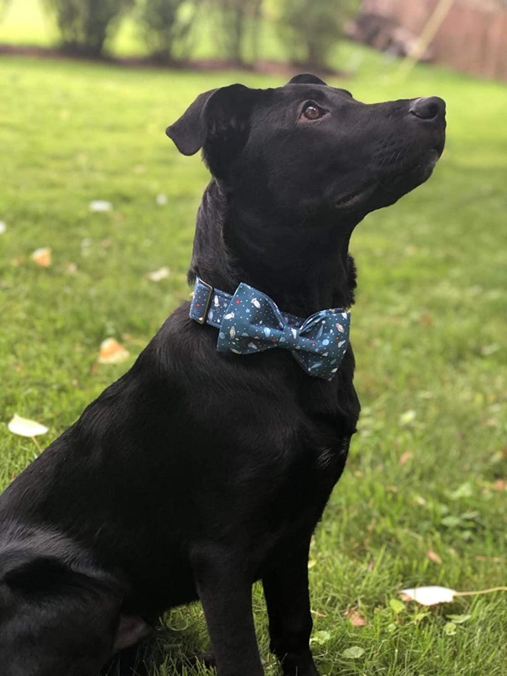 Dapper & Adorable Bowtie Collar 🎀 – The perfect mix of style and comfort for dogs and cats of all sizes! Made with soft cotton and durable webbing, this adjustable collar keeps your furry friend looking classy, comfy, and ready to steal the spotlight wherever they go. ✨