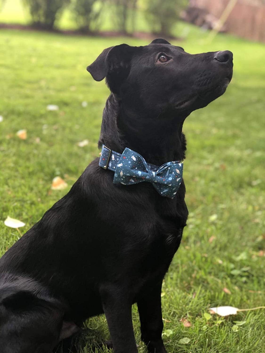 Dapper & Adorable Bowtie Collar 🎀 – The perfect mix of style and comfort for dogs and cats of all sizes! Made with soft cotton and durable webbing, this adjustable collar keeps your furry friend looking classy, comfy, and ready to steal the spotlight wherever they go. ✨