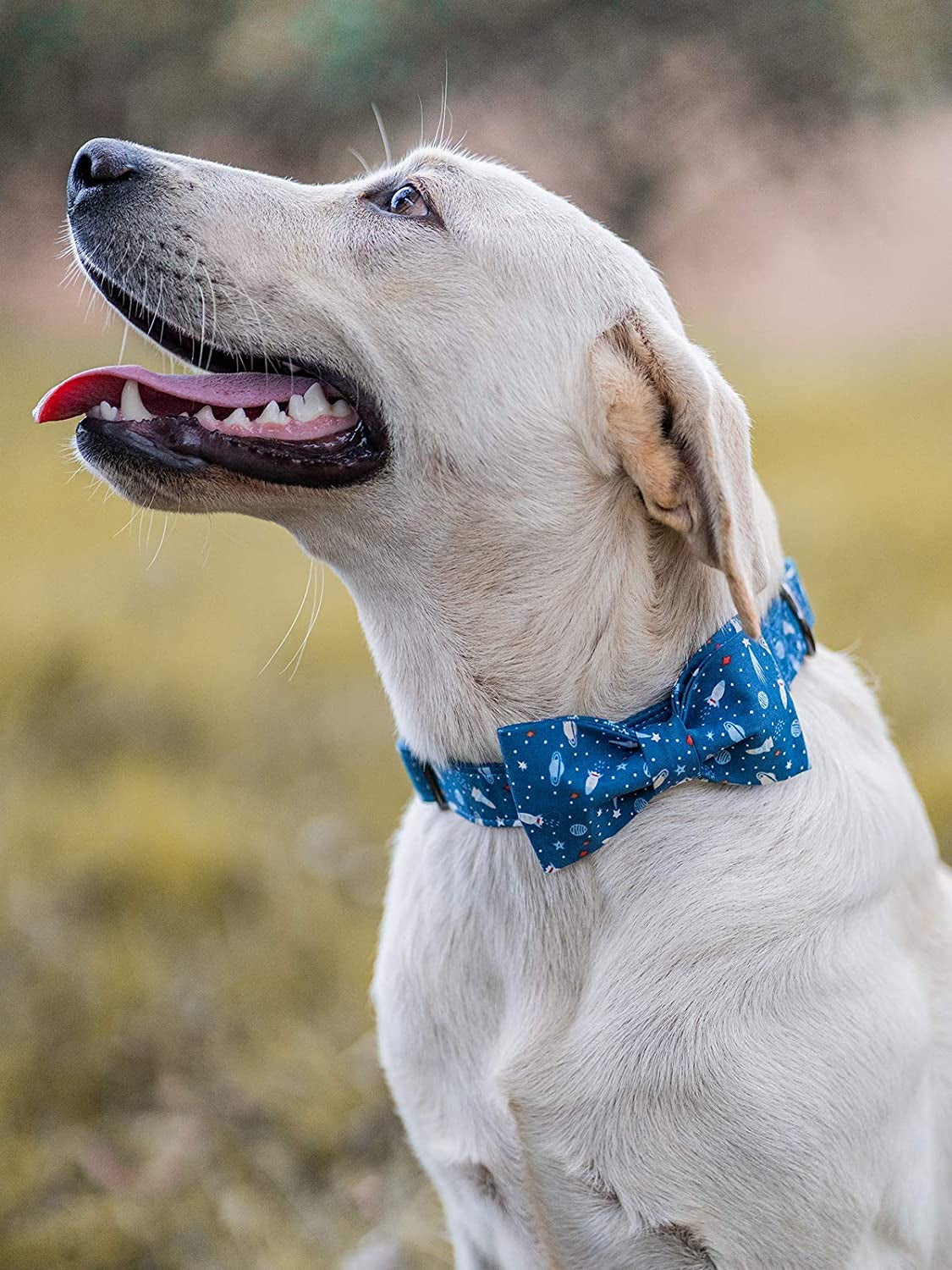 Dapper & Adorable Bowtie Collar 🎀 – The perfect mix of style and comfort for dogs and cats of all sizes! Made with soft cotton and durable webbing, this adjustable collar keeps your furry friend looking classy, comfy, and ready to steal the spotlight wherever they go. ✨